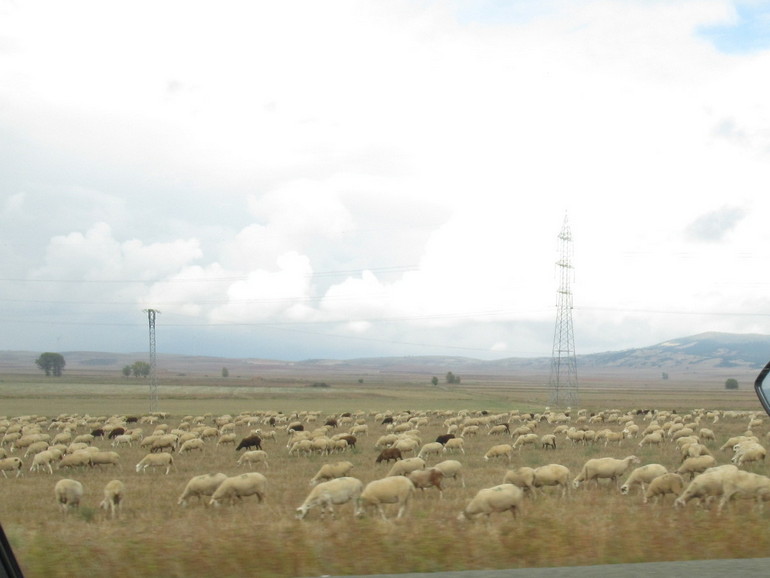 Schapen, schapen meer schapen